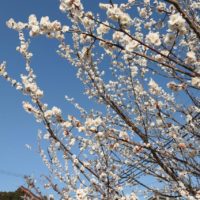 【花園の古民家に春がやって来た！】