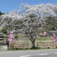 【野川の古民家　近くの河川際には何百メートルに渡り桜が満開です！！】　（令和 5年3月 下旬）